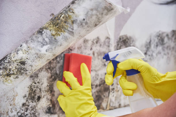 Best Environmental Consulting for Mold Prevention  in Princevle, IL